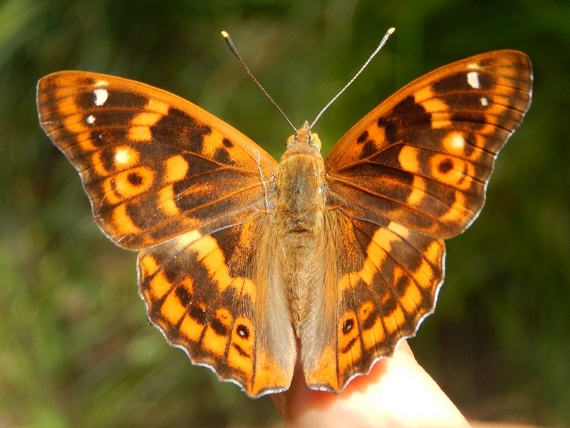 Apatura ilia : parco del ticino